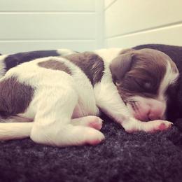 Labradoodle and Australian Labradoodle Puppies from Highland Labradoodles