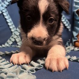 Border Collie Puppies from By Design Farm