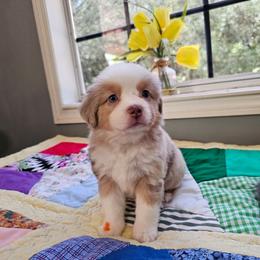 Ember - Red merle female Miniature Australian Shepherd puppy in Dunnellon, Florida from Ever After Mini Aussies