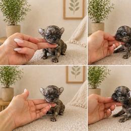 Tiger boy 2 - Chocolate brindled fawn male Chihuahua puppy in Miami, Florida from Natalias Tiny Puppies