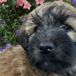 Boy 1 - Soft Coated Wheaten Terrier puppy in Newark, Ohio from Valleydayle Doodles and Wheatens