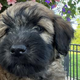 Boy 1 - Soft Coated Wheaten Terrier puppy in Newark, Ohio from Valleydayle Doodles and Wheatens
