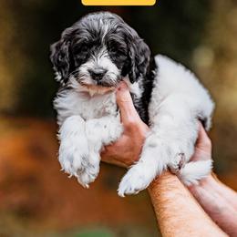 Anakin - Parti male Goldendoodle puppy in Damascus, Oregon from Emma Doodles
