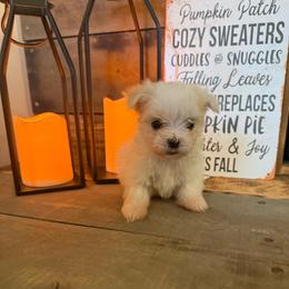 Lola - White female Maltese puppy in Asheville, North Carolina from TCBs Glowing Maltese