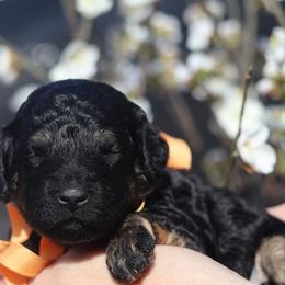 Havana - Phantom female Goldendoodle puppy in Forney, Texas from Diamond Doodle Pups and Poodles