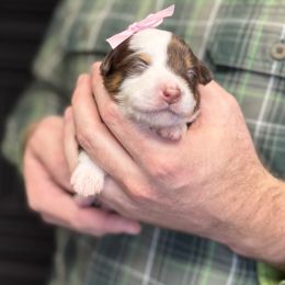 Red tri female long tail - Red tri female Toy Australian Shepherd puppy in Riverton, Utah from Iron Spirit Homestead & Aussies