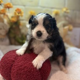 Margo - Black tri female Toy Australian Shepherd puppy in North Lakeport, California from Wild Rose Ranch