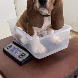 Basset Hound Puppies from Lil Bratz Bassets