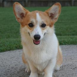 Pembroke Welsh Corgis from SunDrop Pembroke Welsh Corgi's