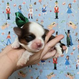 Dewie - Brindle and white male Shih Tzu puppy in Jasper, Georgia from Tiny Bubbles Shih Tzus