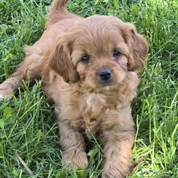 Trixy - Red female Cavapoo puppy in Blackfoot, Idaho from Rocky Desert Goldens and Cavaliers