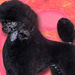 Poodles from NOLA Standards