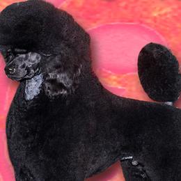 Poodles from NOLA Standards
