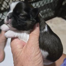 Girl tri brindle - Tricolor female Shih Tzu puppy in Missouri from Farm Animal Mommy Shih tzu's Michalek Dog Breeder