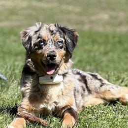Milly - Miniature Australian Shepherd