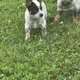 Duke - Blue mottled male Australian Cattle Dog puppy in Osceola, Iowa from 4C Cattle Dogs