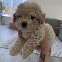 Poodle Puppies from Cuddle paws poodles
