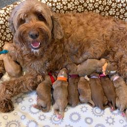Australian Labradoodle Puppies from Luxe Labradoodles
