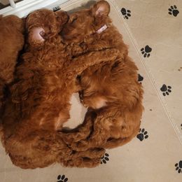 Goldendoodle Puppies from Teddy Doods