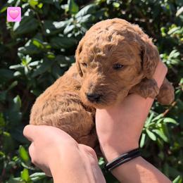 Pink Collar - Red  female Poodle puppy in El Paso, Texas from Paws Of Beauty