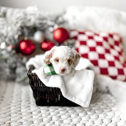 Pedro - Parti male Goldendoodle puppy in Springville, Utah from Happy Doodle