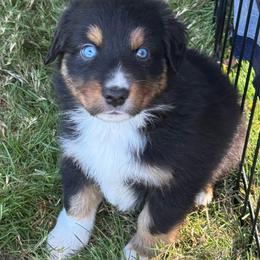 Charlie - Black tri-color male Australian Shepherd puppy in Lebanon, Oregon from Mount Hope Aussies