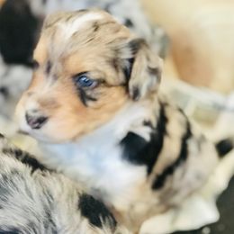 Female One, Blue Merle - Blue merle Aussiedoodle puppy in Parma, Idaho from Arena Valley Acres