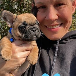 AKC Fawn Blue Collar Boy - Fawn and white male French Bulldog puppy in Spanaway, Washington from Beloved Frenchies
