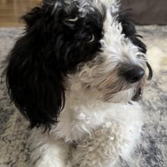 Cockapoo and Golden Mountain Doodle Puppies from Doodles of Joy