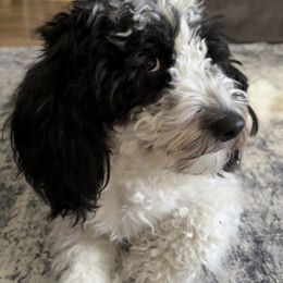 Cockapoo and Golden Mountain Doodle Puppies from Doodles of Joy