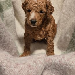 Annabelle - Red  female Poodle puppy in Statesboro, Georgia from Briar Creek Kennels