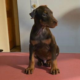 Blue Collar - Red and rust male Doberman Pinscher puppy in New Haven, Indiana from Desire Dobermans