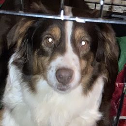 Reba - Australian Shepherd