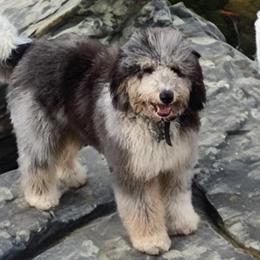 Rubble - Bernedoodle