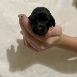 Teal Girl - Black and tan female Dachshund puppy in California from Wild Weenies - Dachshund Ranch