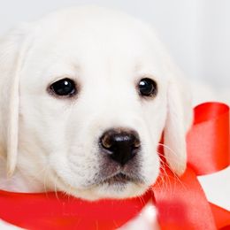 Labrador Retrievers from Five Star Labradors