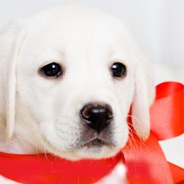 Labrador Retrievers from Five Star Labradors