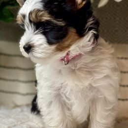 Violet 3575 - Black tan and white female Biewer Terrier puppy in Ambrose, Georgia from Southern Star Biewer Terriers
