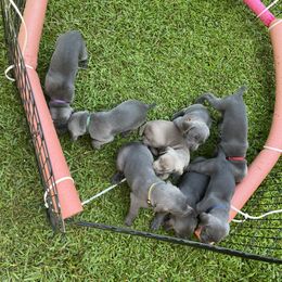 Weimaraner Puppies from Georgia Line Weimaraners