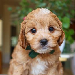 Striker - Red male Cavapoo puppy in Salado, Texas from Red Ranch Dogs