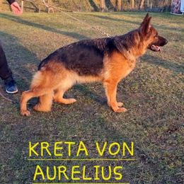 Kreta - German Shepherd