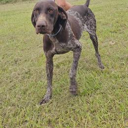 Timber - Liver roan male German Shorthaired Pointer puppy in Elloree, South Carolina from Moonlight Kennels LLC
