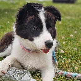 Novella - Seal female Border Collie puppy in Brooklyn Center, Minnesota from Inspire Performance Dogs