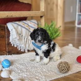 F1B Meet Nico :) - Black and white male Cavapoo puppy in Centerville, Iowa from Barnyard Dachshunds, Dals & Doodles