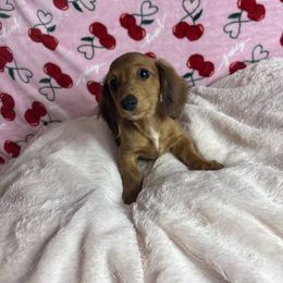 Momma - Sable female Dachshund puppy in Lake City, Florida from My Ditzy Doxies of Florida