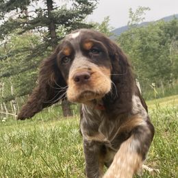 English Springer Spaniel Puppies from Aspen Park Springers