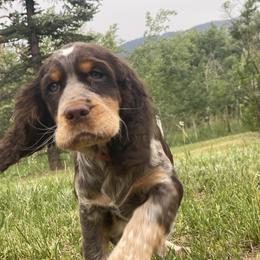 English Springer Spaniel Puppies from Aspen Park Springers