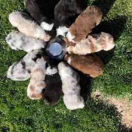 Out West Aussies breeder of Australian Shepherd