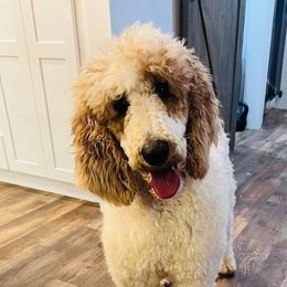 Chessie - Goldendoodle