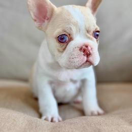 Pied female - Tricolors female French Bulldog puppy in Jefferson City, Missouri from Central Frenchie Haven
